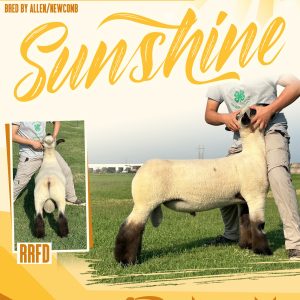 Sunshine - Fresh
