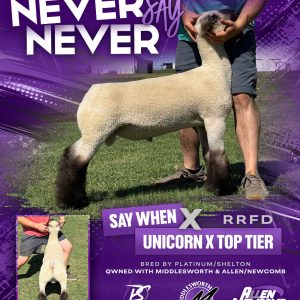 Never Say Never - Fresh